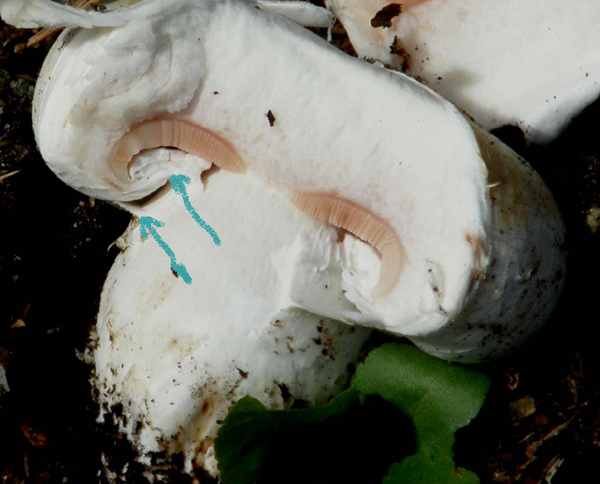 Agaricus campestris ?